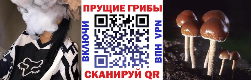 Галлюциногенные грибы Psilocybine cubensis  ОМГ ОМГ сайт  Курчатов 
